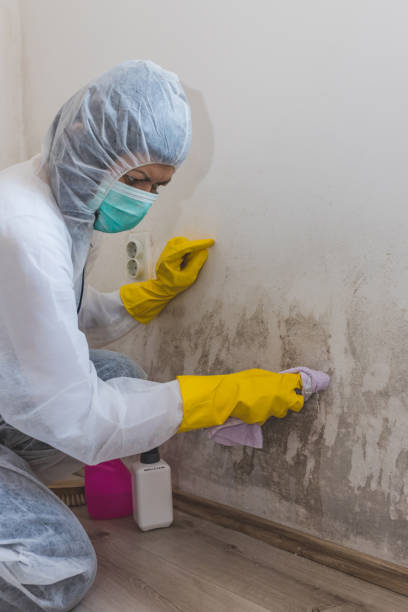 Best Indoor Air Quality Assessment  in Auxvasse, MO