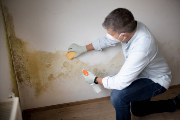 Best Mold Documentation for Insurance Claims  in Auxvasse, MO