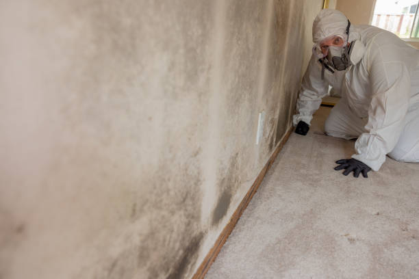 Best Commercial Mold Inspection  in Auxvasse, MO